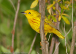 Warbler - 
